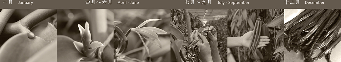 日本産バニラの一年
